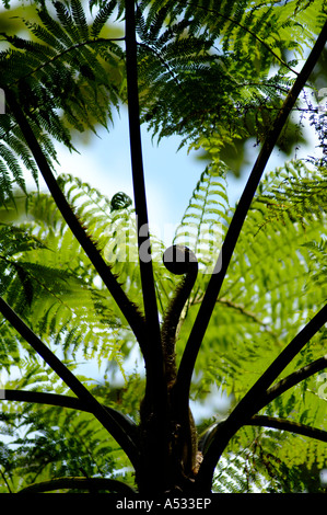 Tree fern with fiddlehead El Yunque Caribbean National Forest Puerto Rico Stock Photo