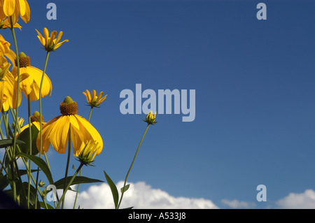 Shiny Coneflower (Rudbeckia nitida) in front of blue sky Stock Photo