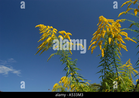 Canada goldenrod (Solidago canadensis) in front of blue sky Stock Photo