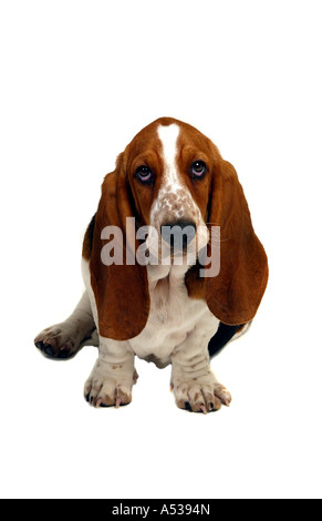 Bassett Hound Sitting Stock Photo