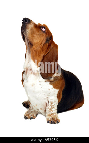 Bassett Hound Dog Stock Photo