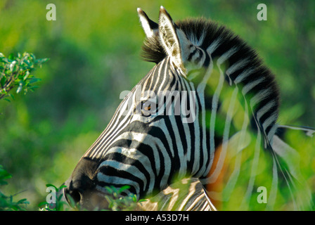 Close-up of zebra head, viewd from side, with blurred leaves in foreground and background. Kruger Park, South Africa