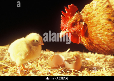 Chick and hen Stock Photo