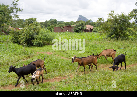 Goats in the village of Nathenje, on the M1 Lilongwe to Blantyre road, Malawi Africa Stock Photo