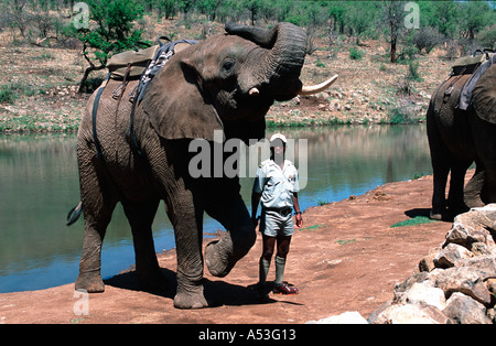 Orphan elephants from Zimbabwe trained for elephant back safaris Letsatsing Reserve Pilanesberg South Africa Stock Photo