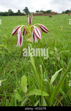 Crinum Macowanii (Pyjama Lily) growing wild in grassland between the villages of Buli and Taiza Malawi Africa Stock Photo