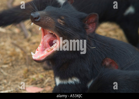 Tasmanian Devil Sarcophilus harrisii in Tasmanian Devil Park in Taranna Tasmania Australia Stock Photo