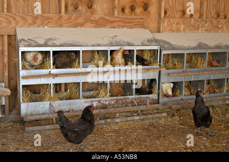 FARMING Grayslake Illinois Free range chickens in chicken coop nesting boxes black white birds interior Stock Photo