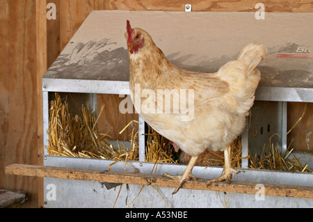 FARMING Grayslake Illinois Free range chicken in chicken coop white hen on nesting box perch Stock Photo