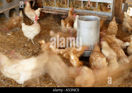 FARMING Grayslake Illinois Free range chickens in chicken coop nesting boxes blurred motion around feeder Stock Photo