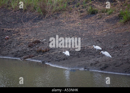 Group of mongooses at a waterhole escorted by cattle egrets Stock Photo