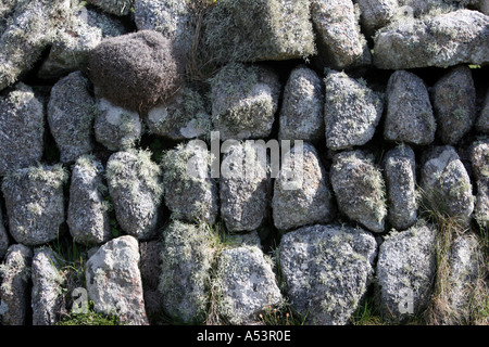 Lichen on granite Stock Photo