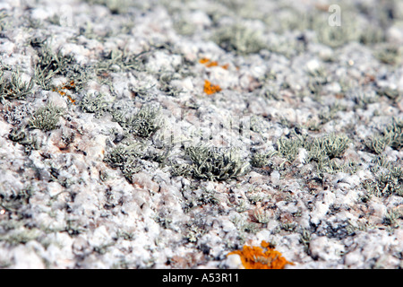 Lichen on granite Stock Photo