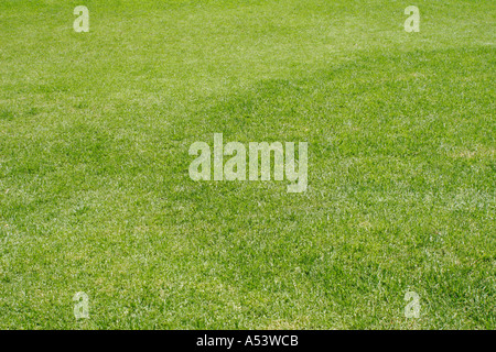 neat green cut grass lawn Stock Photo