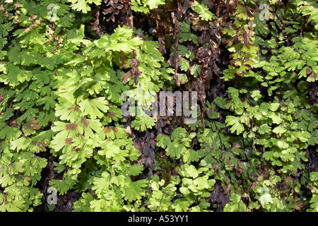 Maidenhair fern Adiantum pedatum Dales Gorge Karijini National Park Pilbara region western australia WA Stock Photo