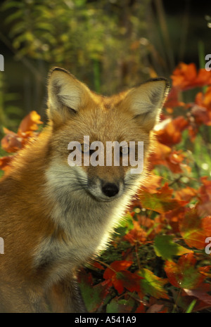 Autumn Red fox, Vulpes fulva, backlighted by autumn leaves North America USA Stock Photo