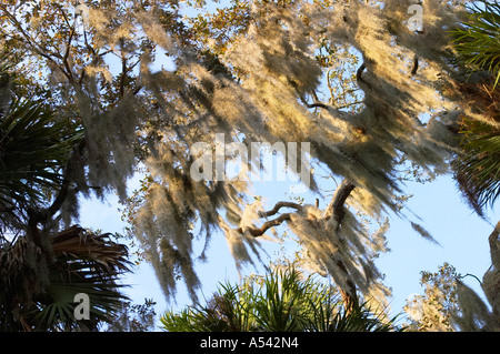 Spanish moss in Myakka River State Park Florida Tillandsia usneoides Stock Photo