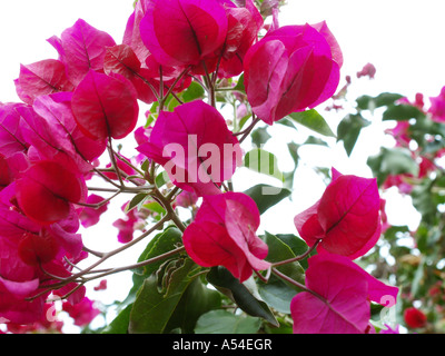 Botanical garden, Bougainvillea, flowerage of Madeira Stock Photo