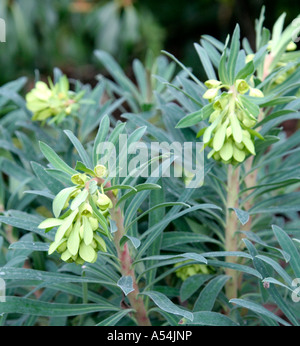 Euphorbia characias subsp wulfenii Lambrook Gold Stock Photo