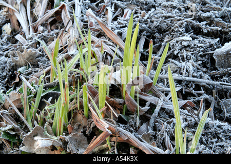 Mulching protects plants from a damaging frost Stock Photo