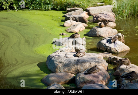 Heavy growth of  cyanobacteria ( blue-green algae ) on the water surface in a small pool and resting mallards , Finland Stock Photo