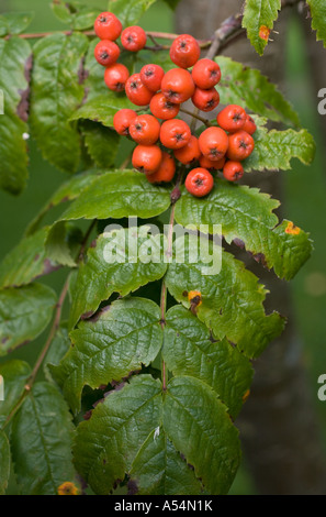 Branch of ripe rowan ( Sorbus Aucuparia ) berries Stock Photo