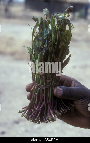 A bunch of Miraa or Khat being offered for sale in Meru market Kenya East Africa Stock Photo