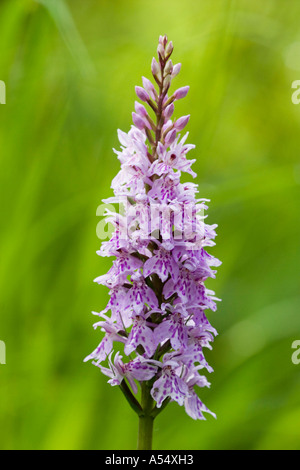 Common spotted orchid Dactylorhiza maculata = fuchsii - Germany Stock Photo