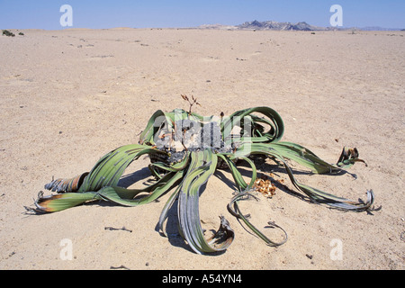 Welwitschie plant in Namibia Welwitschia Mirabilis Stock Photo