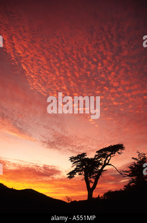 Forked tree at sunset, Los Glaciares National Park, Patagonia, Argentina Stock Photo