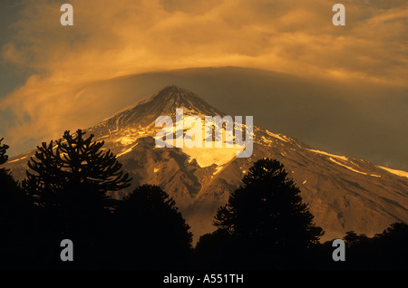 Lanin volcano and araucaria or Monkey Puzzle forest (Araucaria araucana) at dawn, Lanin National Park, Argentina Stock Photo