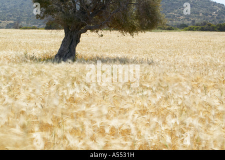 Field of barley and an olive tree, Karpaz peninsula, North Cyprus Stock Photo