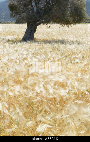 Field of barley and an olive tree, Karpaz peninsula, North Cyprus Stock Photo