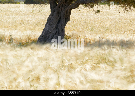 Field of barley and an olive tree, Karpaz peninsula, North Cyprus Stock Photo