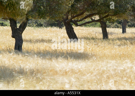 Field of barley and olive trees, Karpaz peninsula, North Cyprus Stock Photo