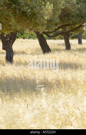 Field of barley and olive trees, Karpaz peninsula, North Cyprus Stock Photo