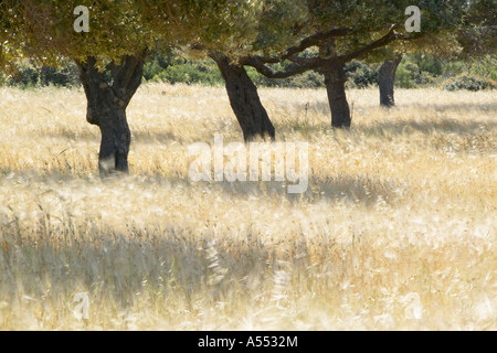 Field of barley and olive trees, Karpaz peninsula, North Cyprus Stock Photo