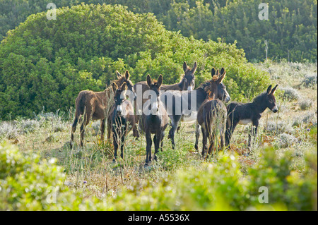 Group of wild donkeys on the Karpas peninsula, North Cyprus Stock Photo