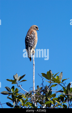 Red shouldered hawk Buteo lineatus sits on a high branch overlooking a Florida river Stock Photo