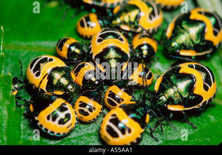 Jewel bug nymphs on Australian native elderberry Stock Photo
