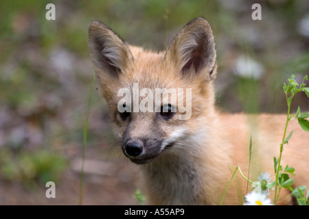 Portrait of a red fox cub Stock Photo