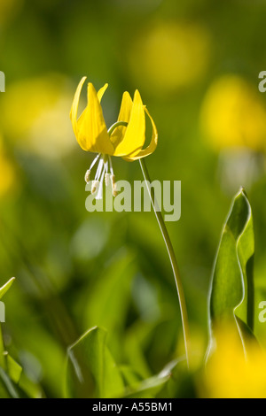 Glacier lily in backlight in Glacier National Park USA Stock Photo