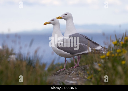2 winged gulls on a rock Stock Photo
