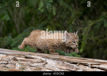 Young bobcat stalking Stock Photo