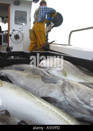 Fisherman fishing for cod on board fishing boat, with basket of freshly caught cod in the foreground, longlining, North Sea, British Waters Stock Photo