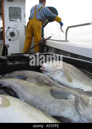 Fisherman on board fishing boat fishing for Cod, with cod in fish boxes, fishing in British waters, North Sea Stock Photo