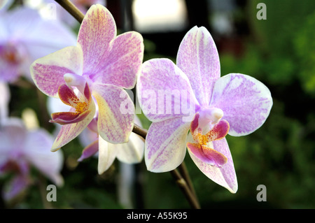 Phalaenopsis Moth orchid Orchidaceae Gold Tris Stock Photo