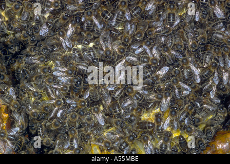 Honey Bees, Apis mellifera. Honeycomb Stock Photo