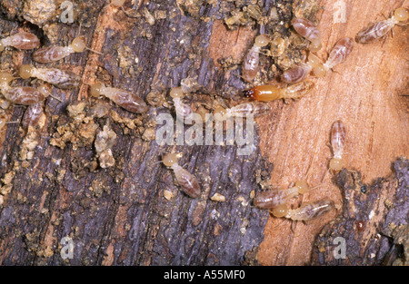 Termites, Reticulitermes lucifugus. Workers and soldier. Colony on timber Stock Photo