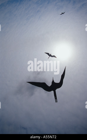 Frigatebirds soar silhouetted against the sun over the Pacific Ocean in the Galapagos Islands Stock Photo